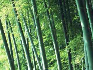 唯美翠绿的竹林风景图片