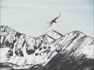 老鹰翱翔在唯美雪