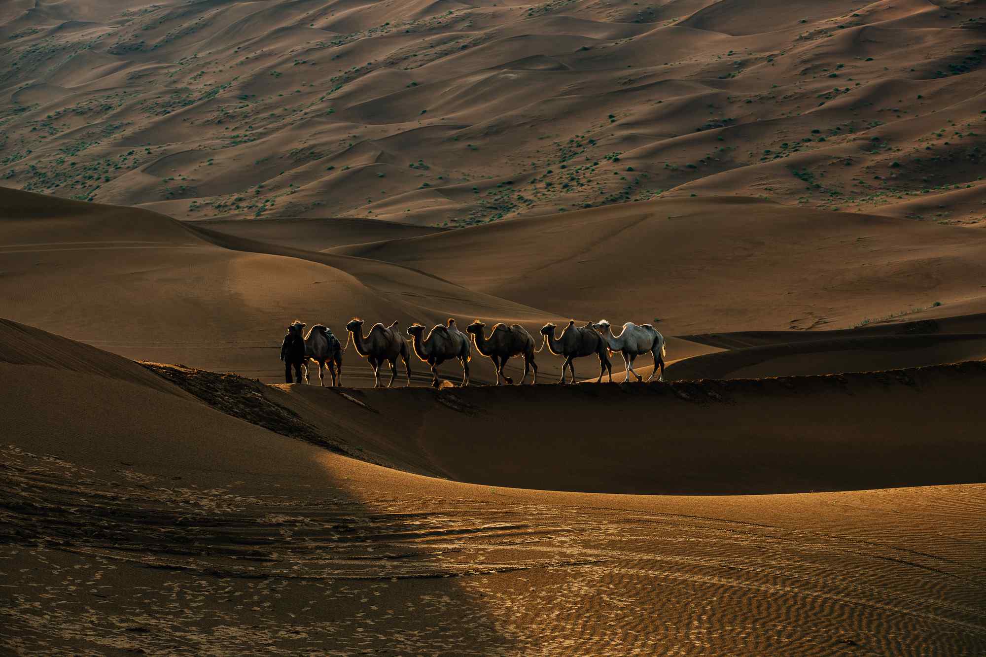 沙漠与骆驼风景图片