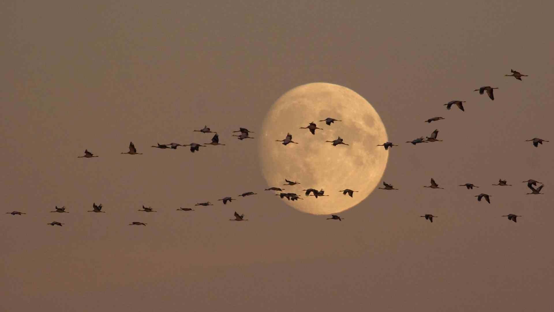 一群大雁飞过明月前唯美风景图片