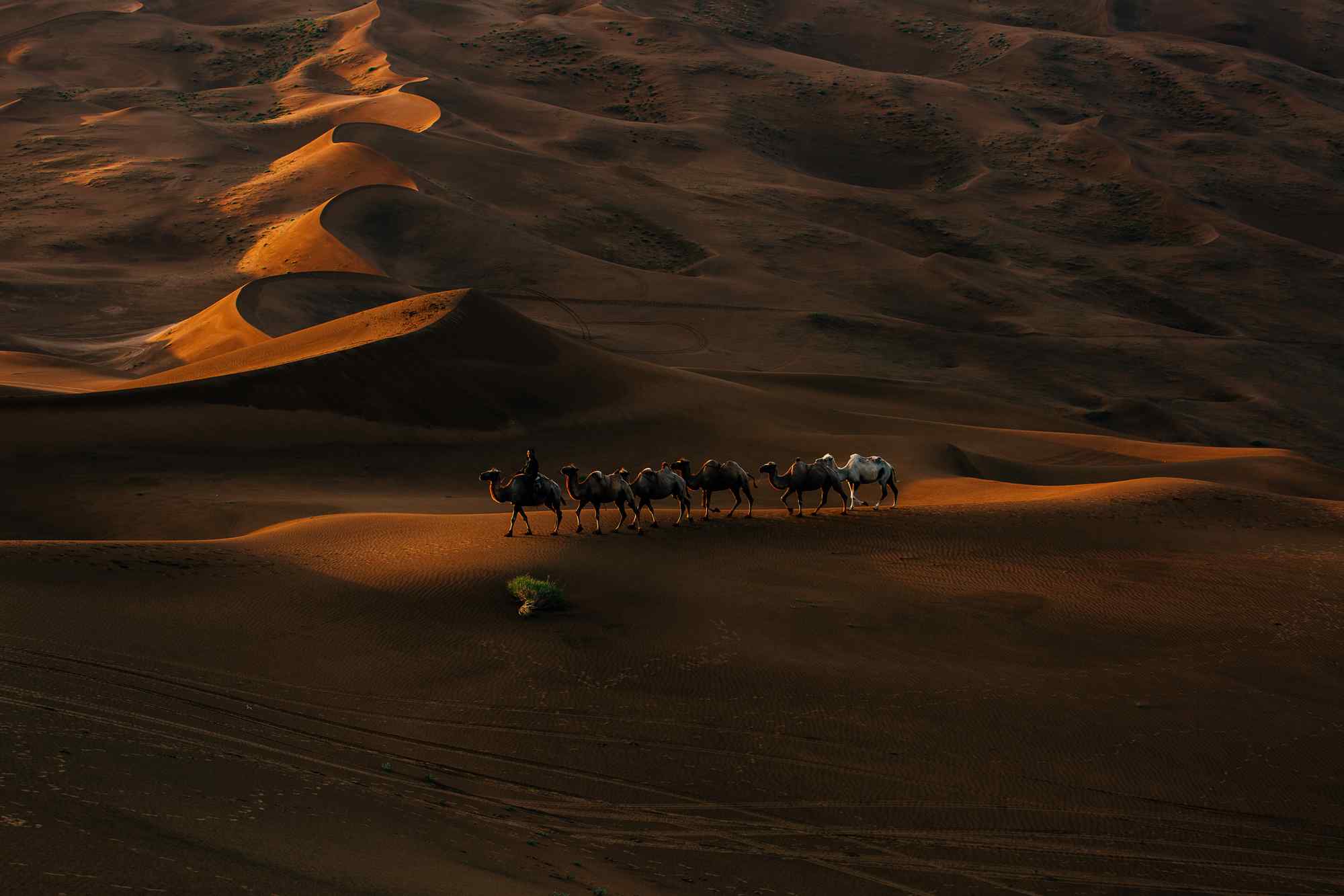 独特的沙漠骆驼风景图片