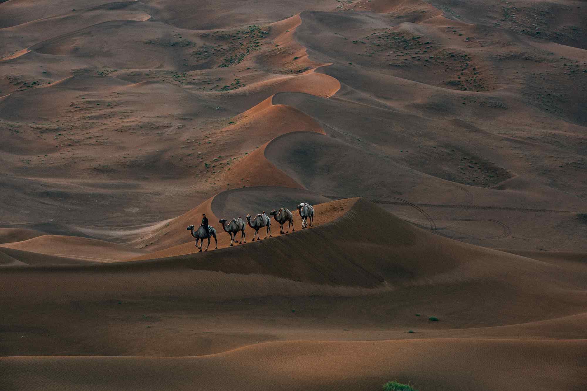 沙漠风景之骆驼队伍