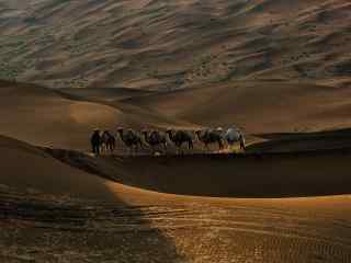 沙漠与骆驼风景图