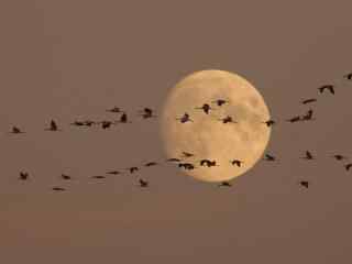 一群大雁飞过明月