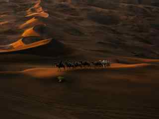 独特的沙漠骆驼风景图片