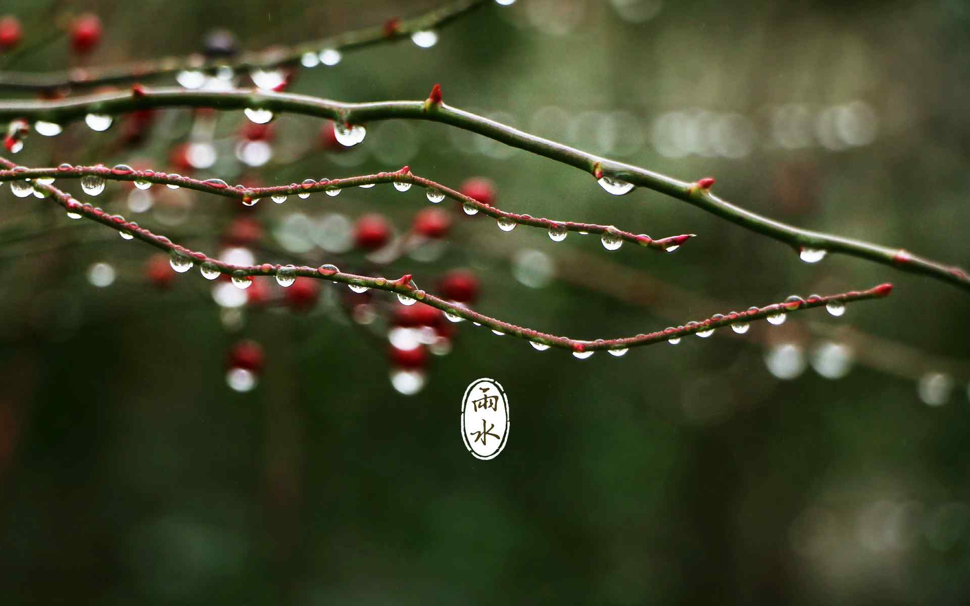 雨水节气-树枝上的水滴唯美图片