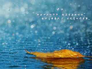雨中的一片落叶唯美雨水节气壁纸