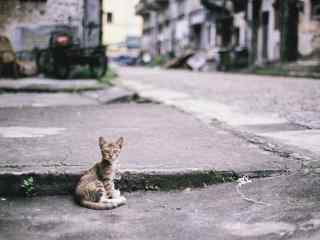 在街道旁休息的猫咪桌面壁纸
