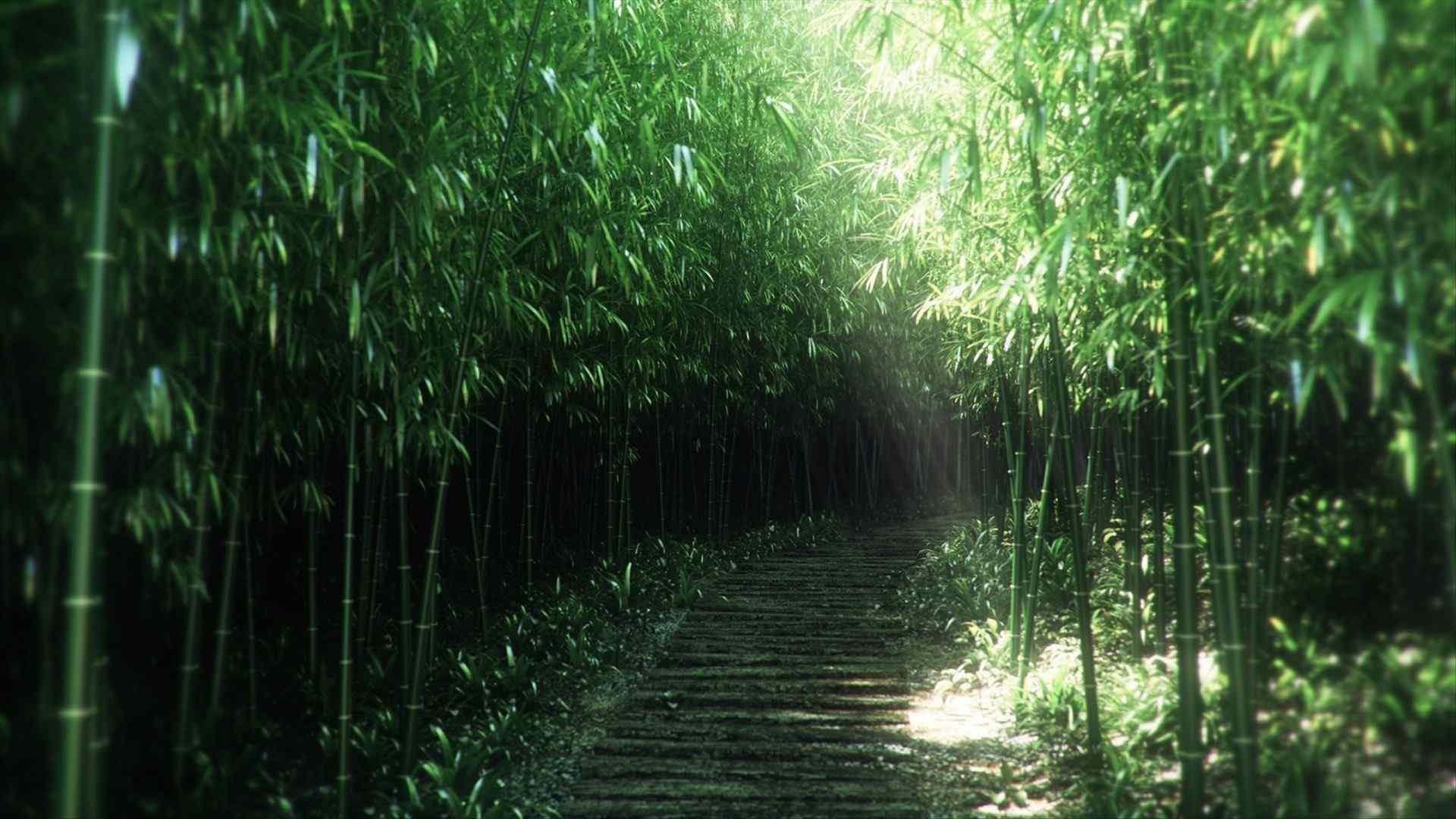 青翠竹林风景桌面壁纸