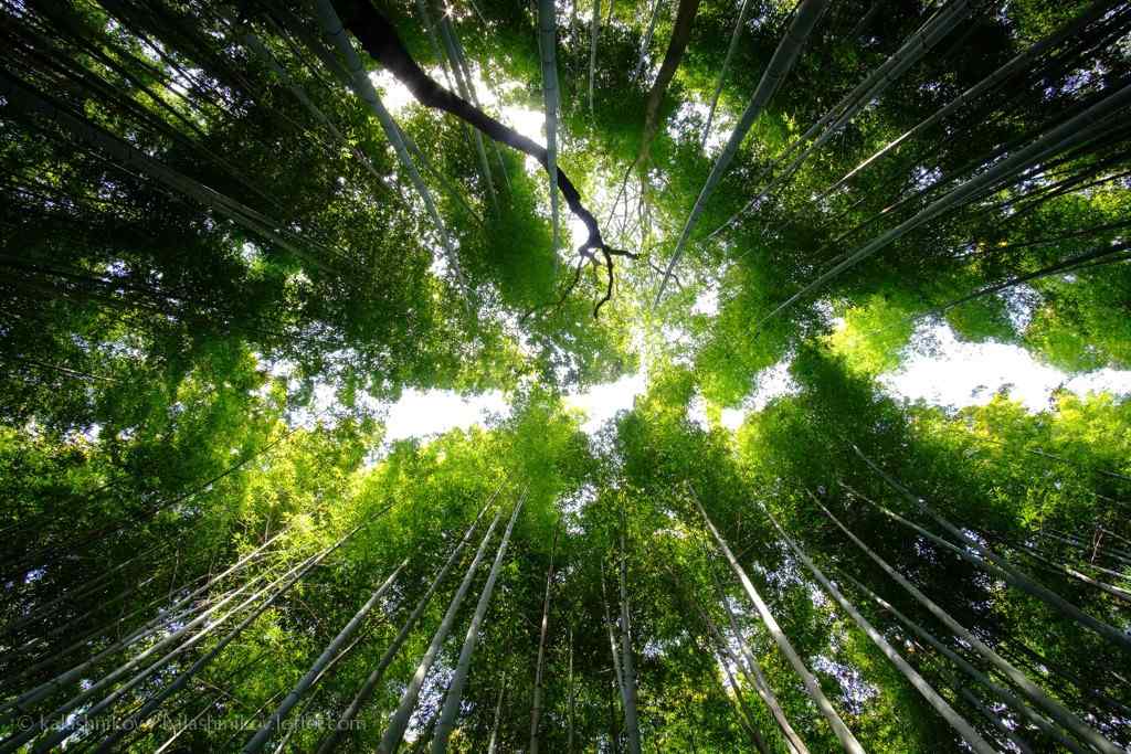 竹林风景壁纸