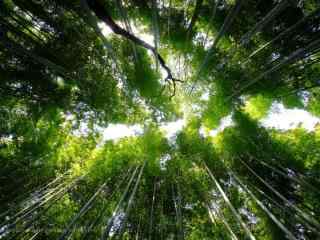 竹林风景壁纸