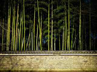 小清新竹林风景壁
