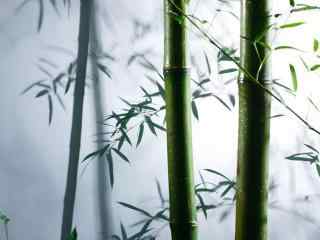 好看的竹林风景图片
