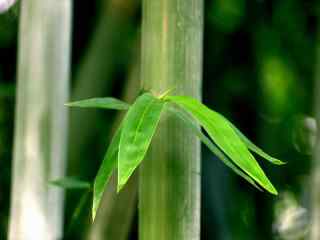 翠绿的竹林风景图片