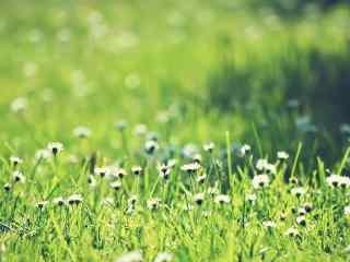 可爱绿色小清新草地风景壁纸