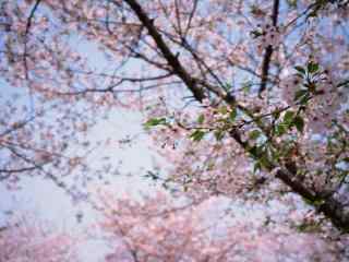 烂漫樱花盛开春日风景图片