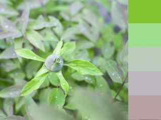 创意绿色植物小清新护眼壁纸
