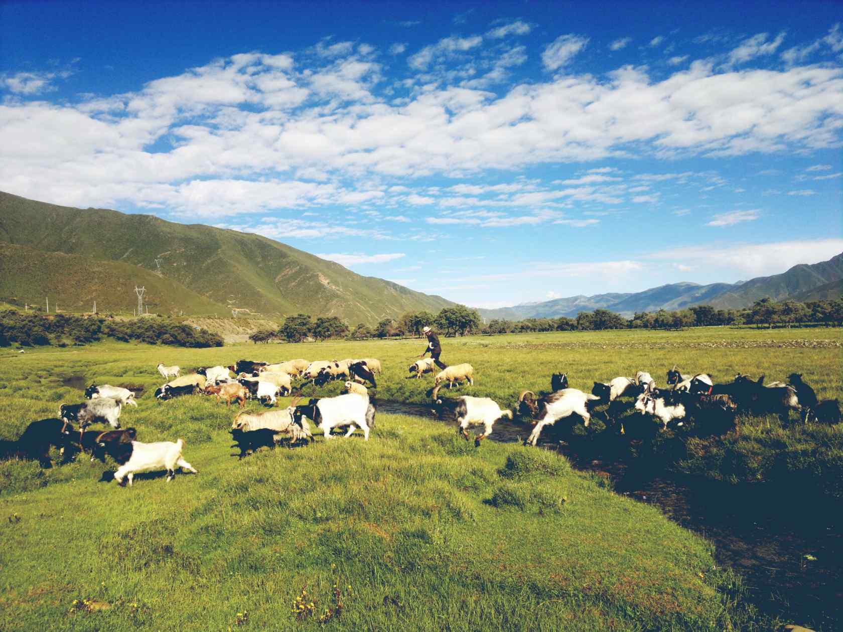 草原牧羊风景图片壁纸