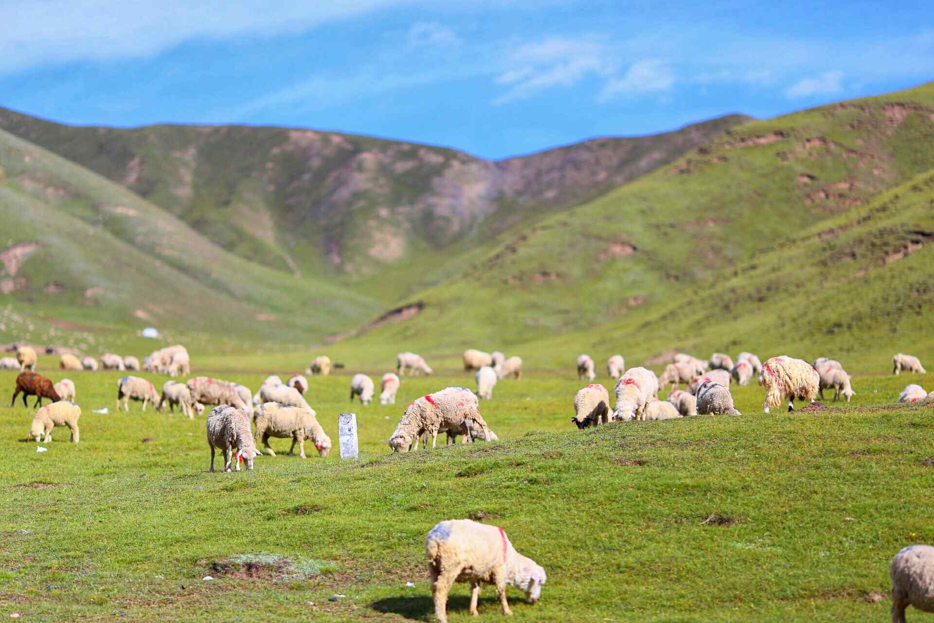 广阔的草原牧羊风景图片
