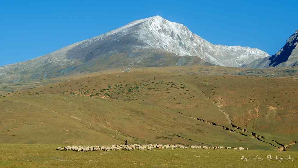 草原上牧羊风景图片