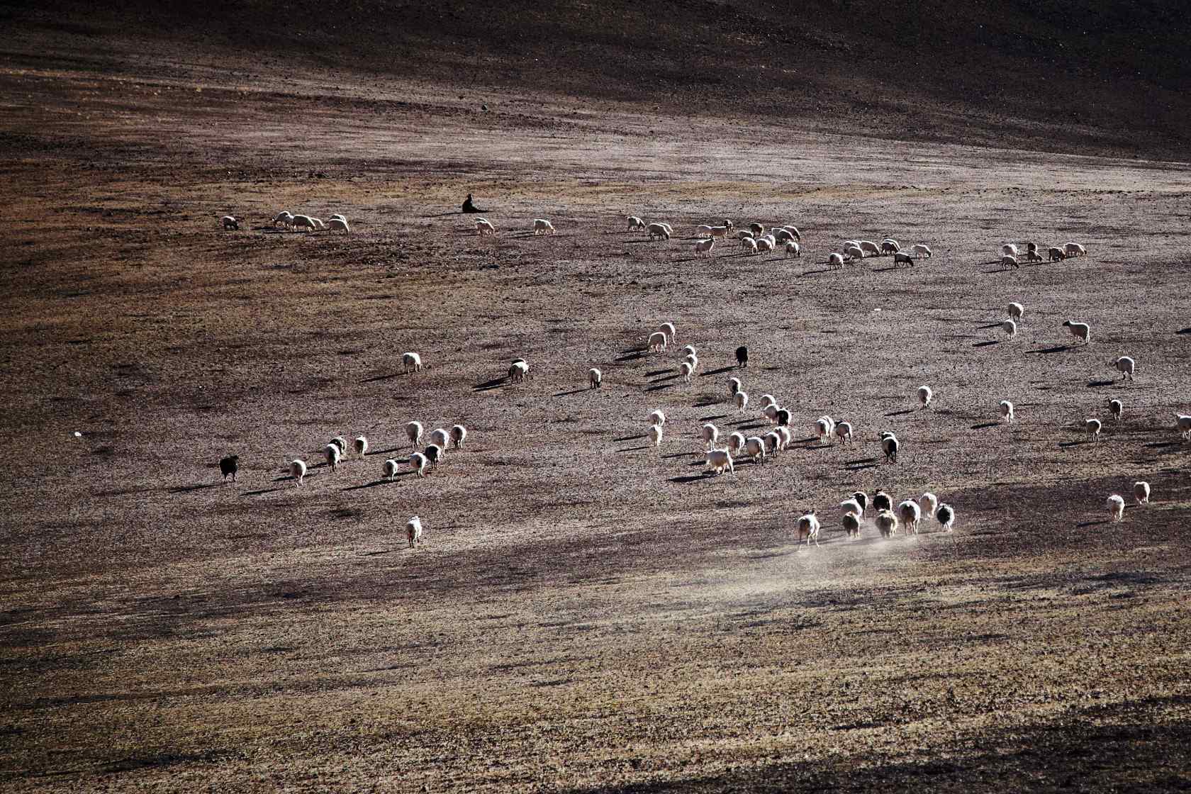 特色草原牧羊摄影风景壁纸