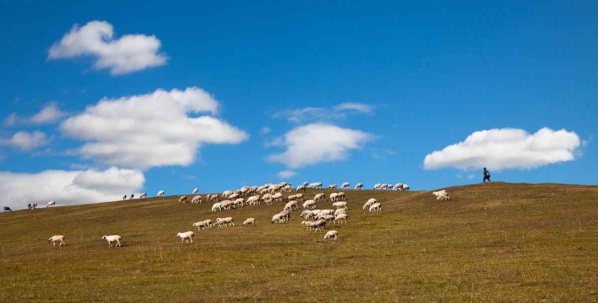 蓝天下的草原牧羊风景壁纸