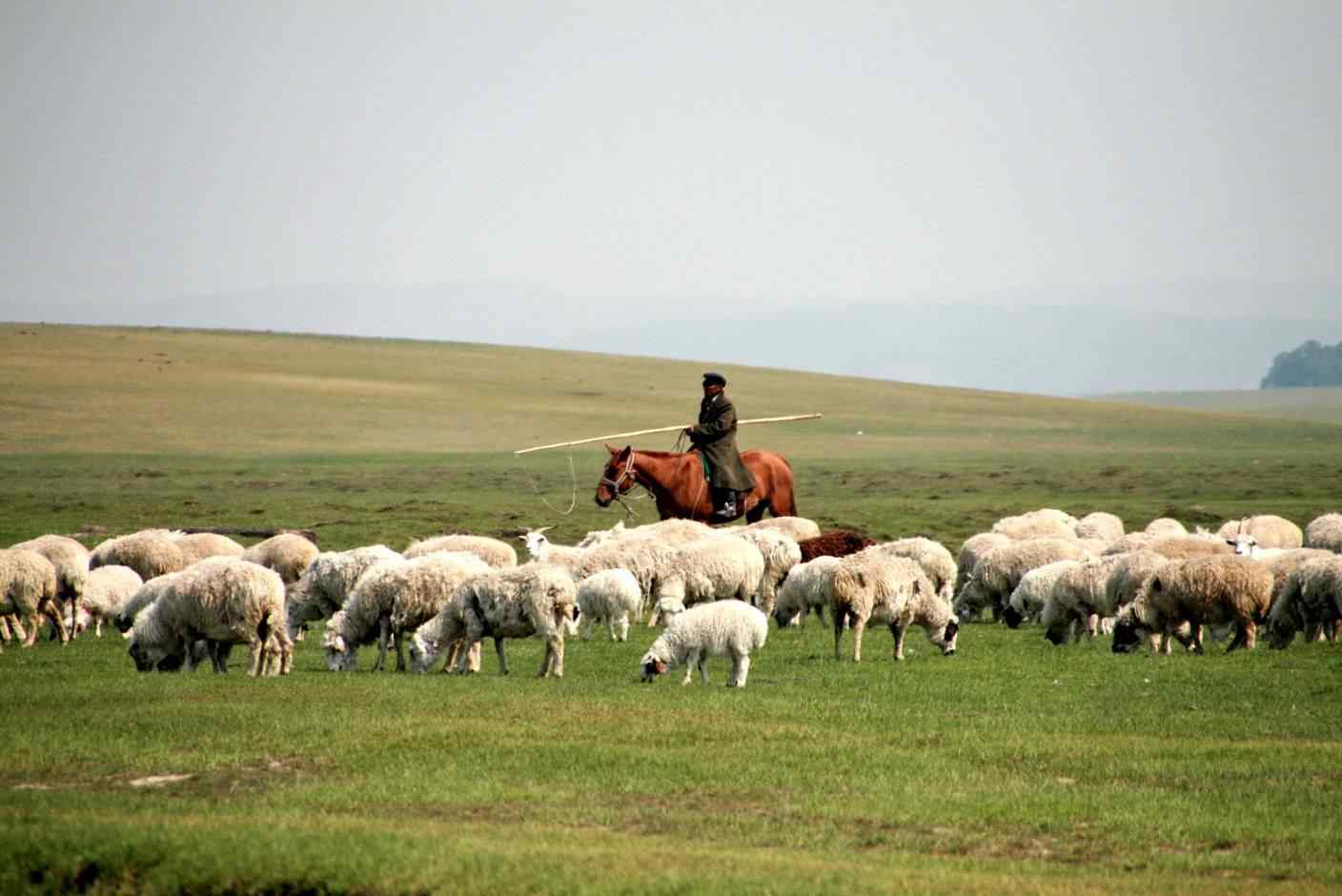 草原牧羊风景壁纸