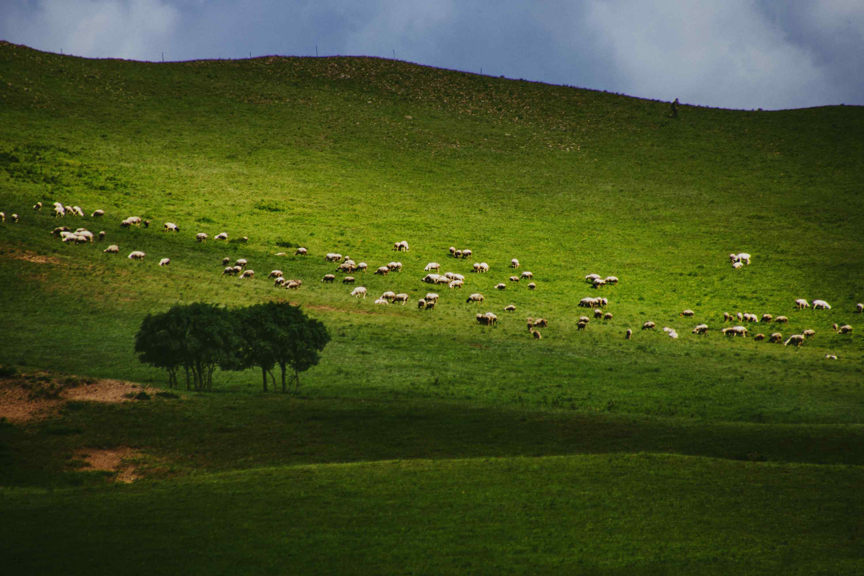 唯美草原牧羊风景桌面壁纸