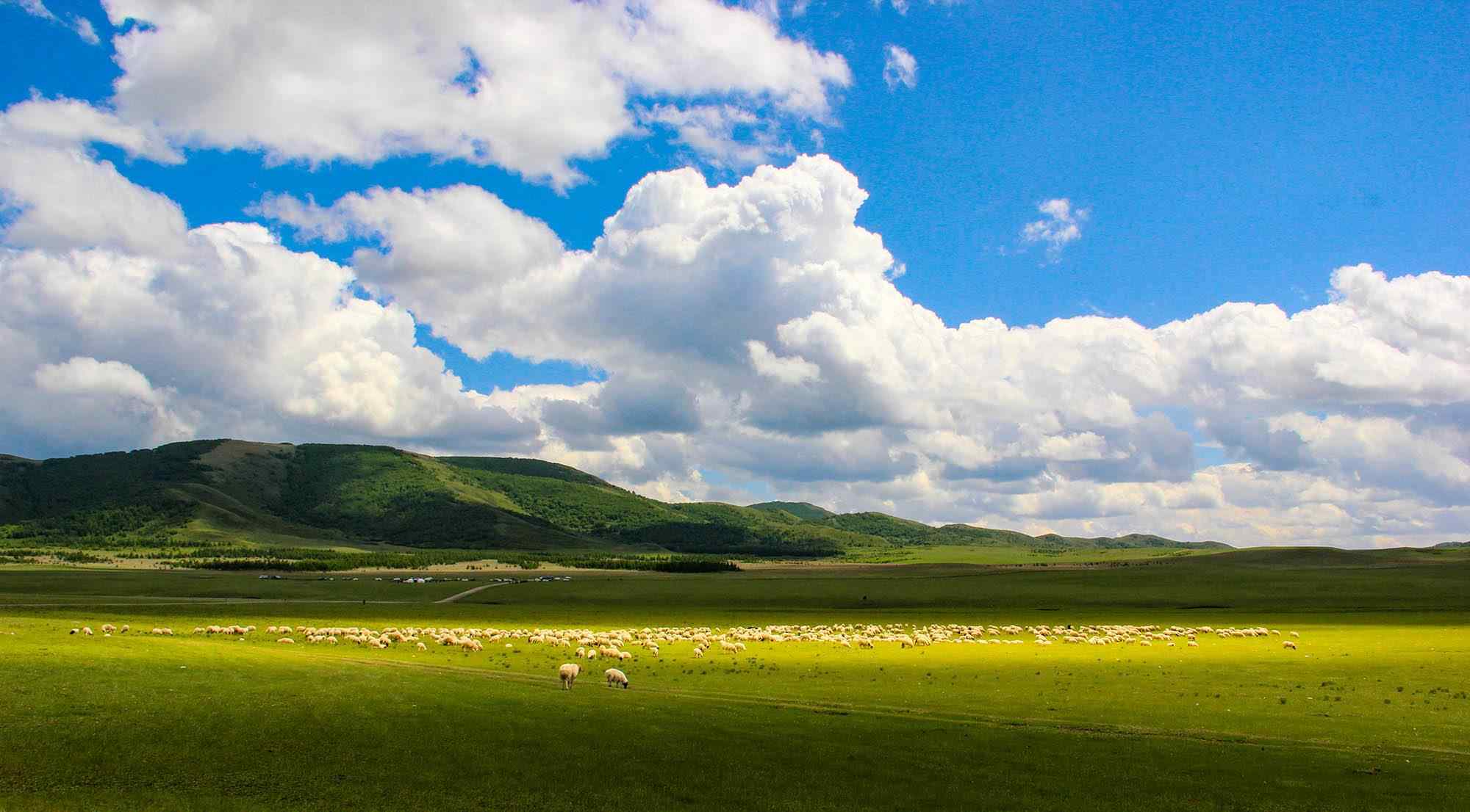 清新美丽的草原牧羊风景壁纸