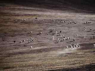 特色草原牧羊摄影