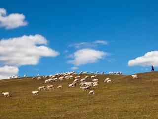 蓝天下的草原牧羊