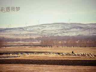 冬日草原牧羊摄影风景壁纸