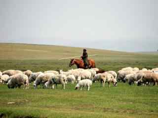 草原牧羊风景壁纸