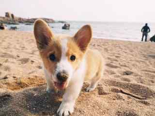 小狗在沙滩上玩耍桌面壁纸