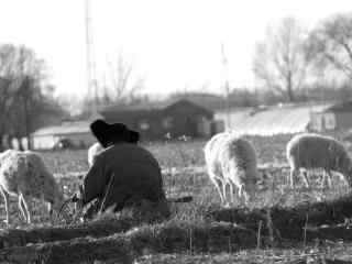 草原牧羊黑白摄影