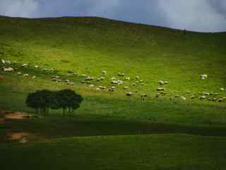 唯美草原牧羊风景