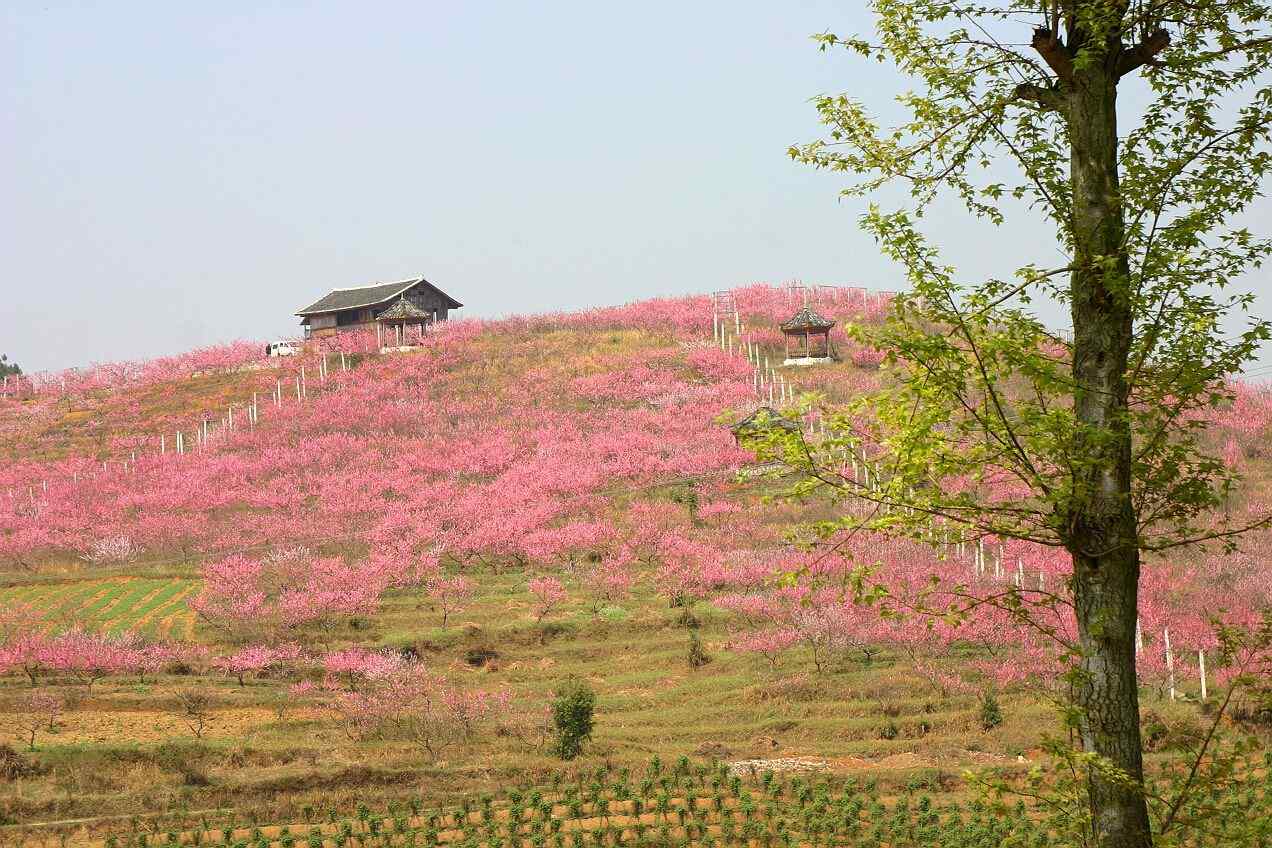 美丽的贵州桃花林桌面壁纸