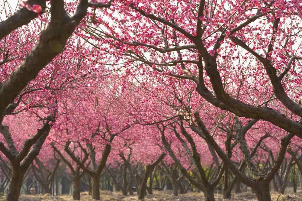 唯美粉色贵州桃花林桌面壁纸
