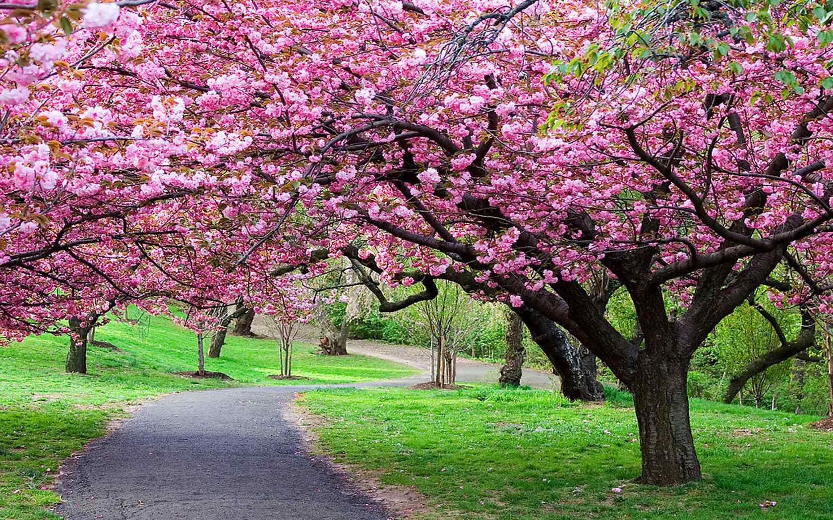 明艳美丽的桃花林风景壁纸