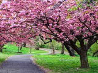 明艳美丽的桃花林风景壁纸