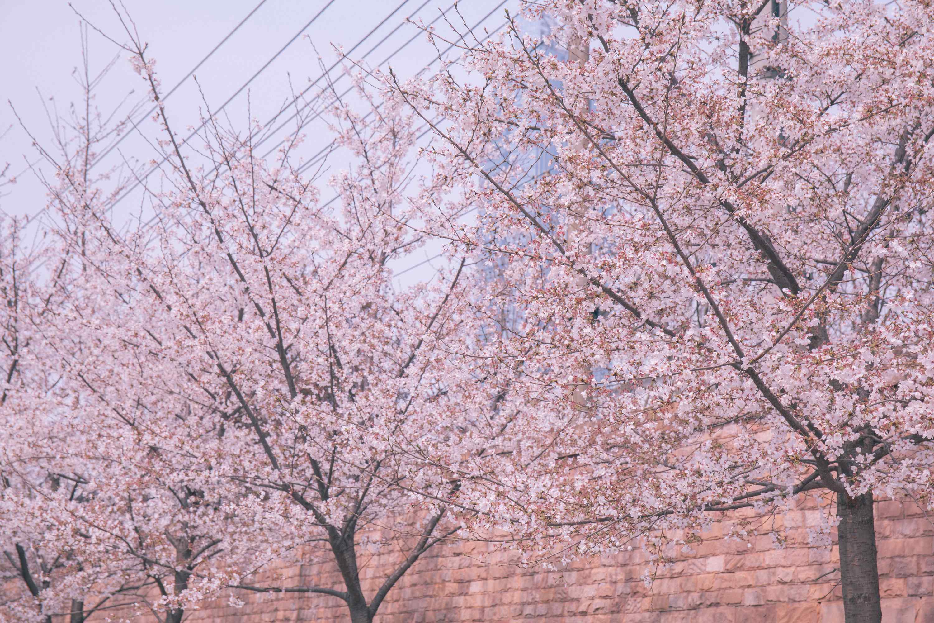 武汉大学的樱花林桌面壁纸