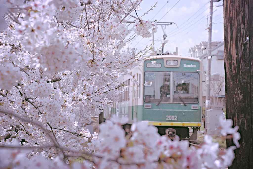 电车穿过樱花林桌面壁纸