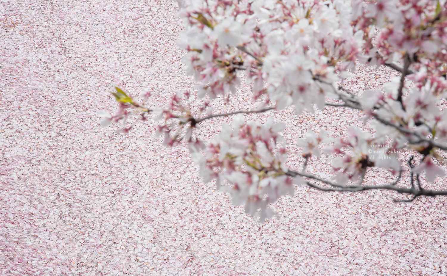 樱花林散落一地的花瓣桌面壁纸