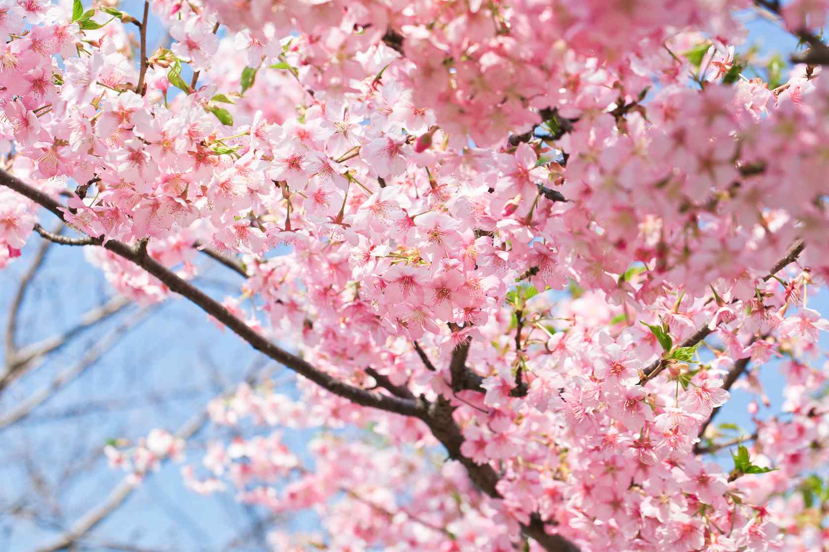 唯美粉色的樱花林桌面壁纸