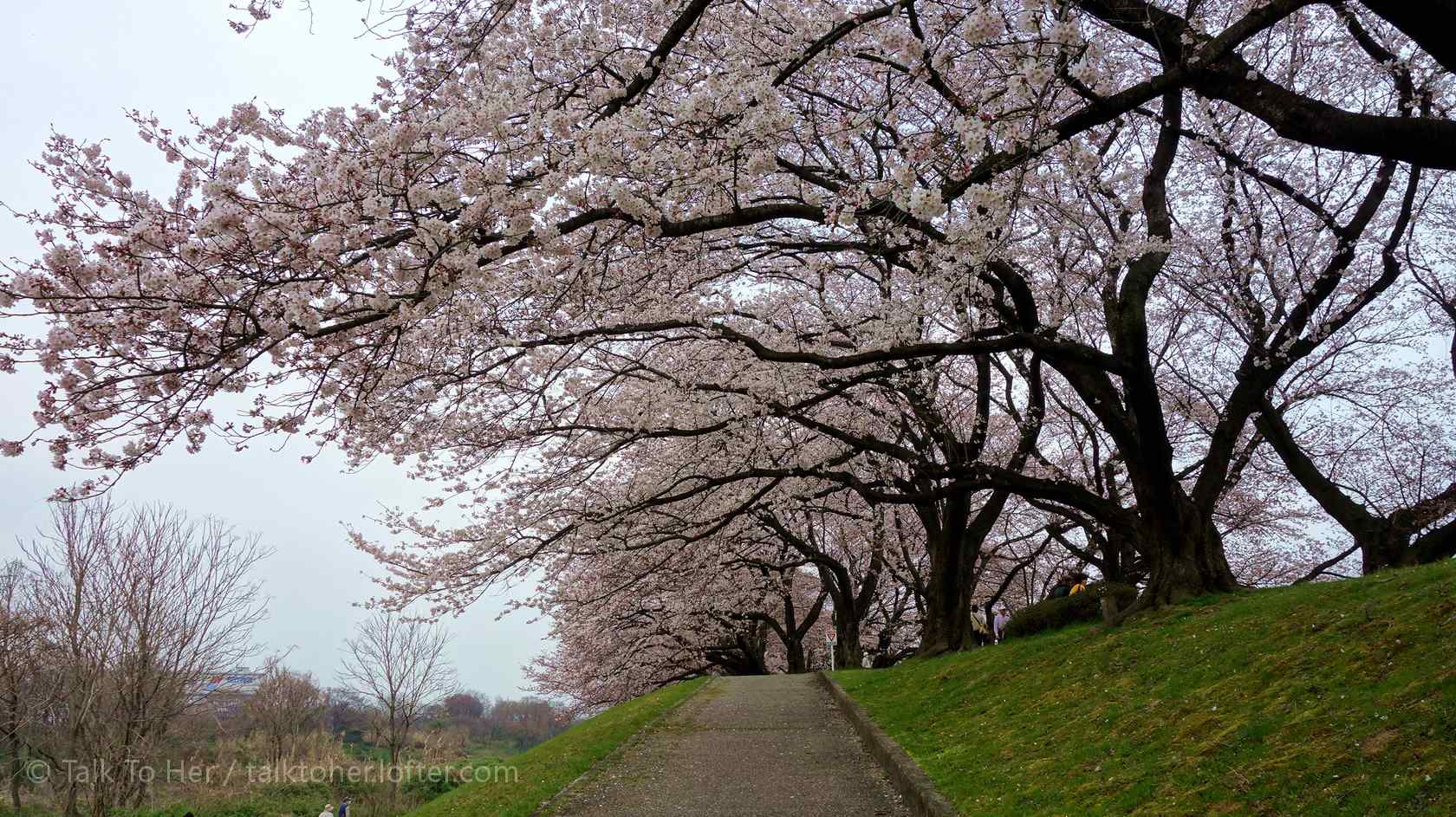 日本公园里的樱花林桌面壁纸