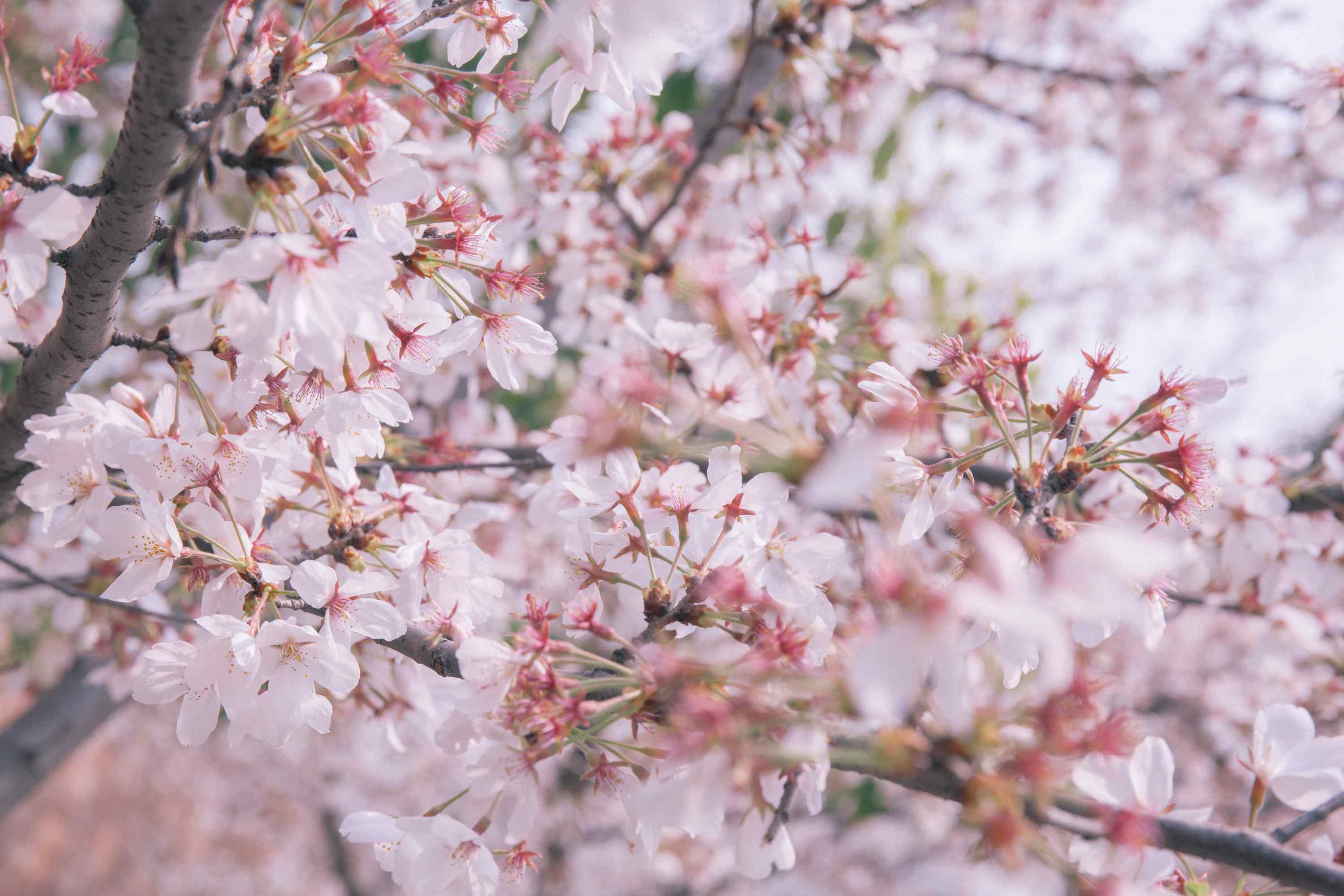 唯美粉色日本樱花林桌面壁纸