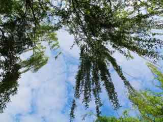 清明节习俗-天空下的柳树风景壁纸