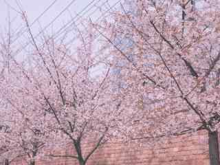 武汉大学的樱花林桌面壁纸