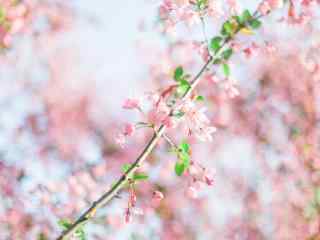 小清新粉色樱花林