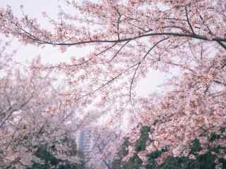 小清新粉色樱花林